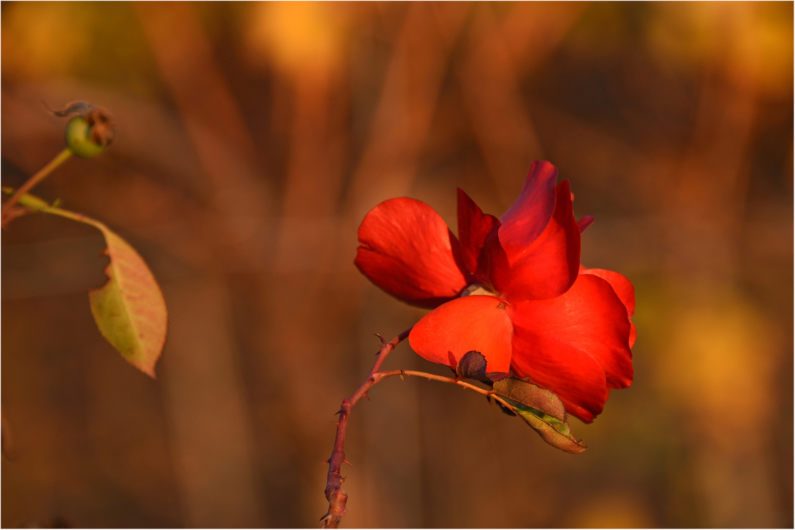 November Rose in den Weinbergen