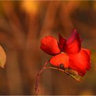 November Rose in den Weinbergen