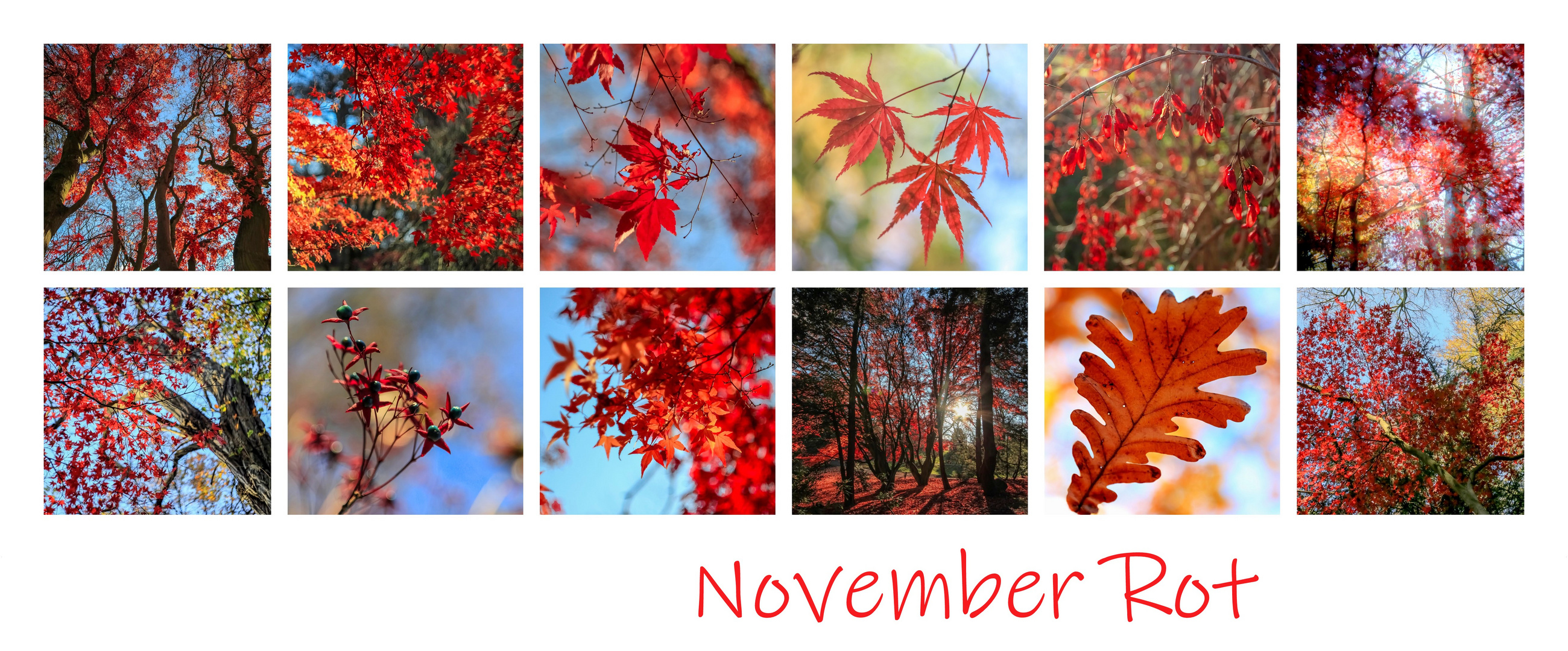 November Rot