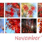 November Rot