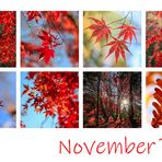 November Rot