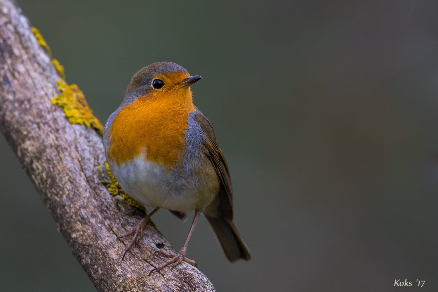 November - Rubecula