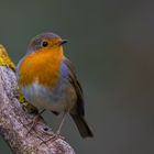 November - Rubecula