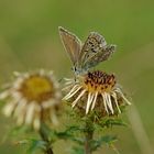 November-Schmetterling