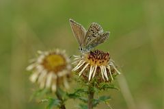 November-Schmetterling