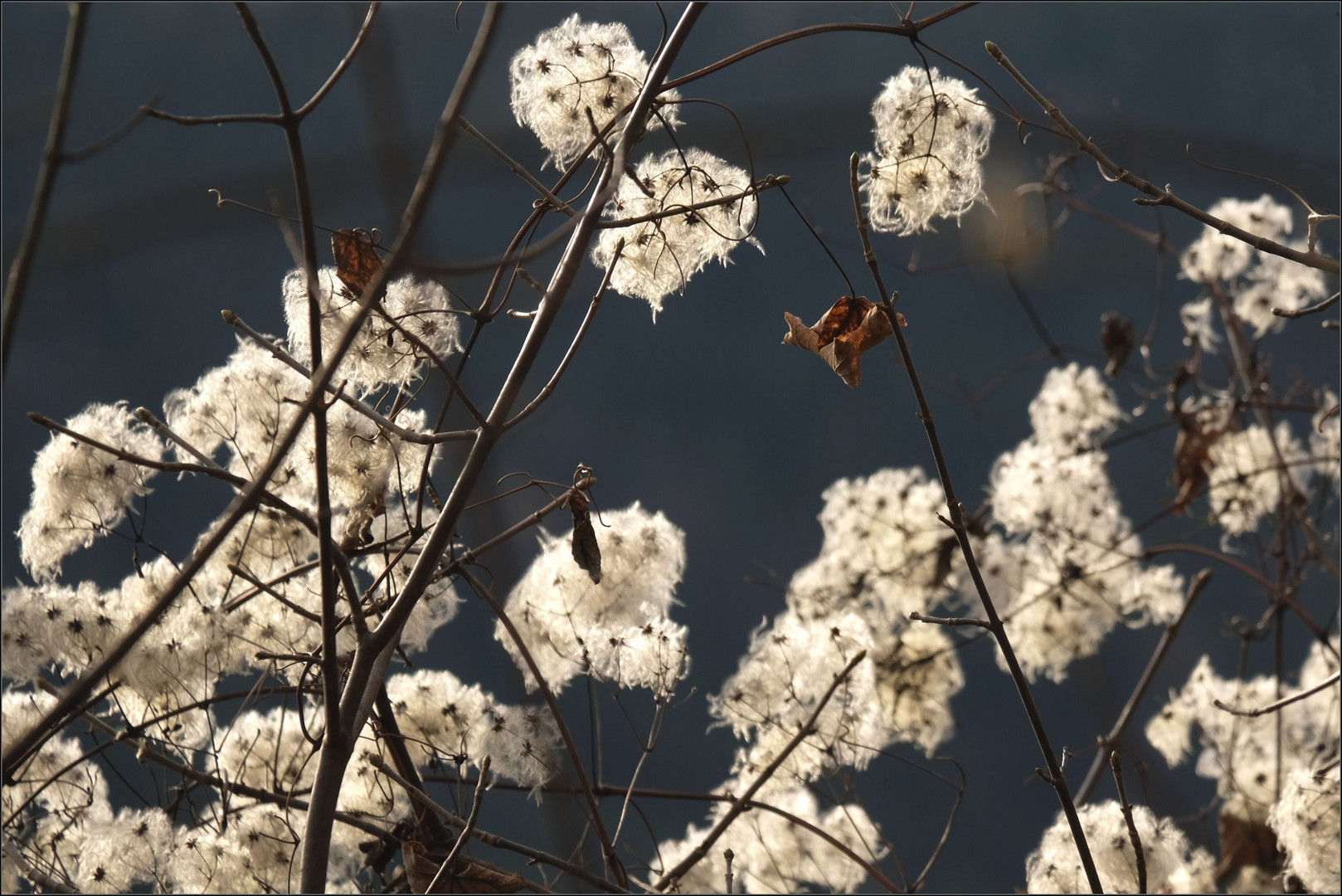 November-Schönheit...2