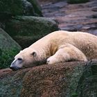 November Siesta bei den Eisbären