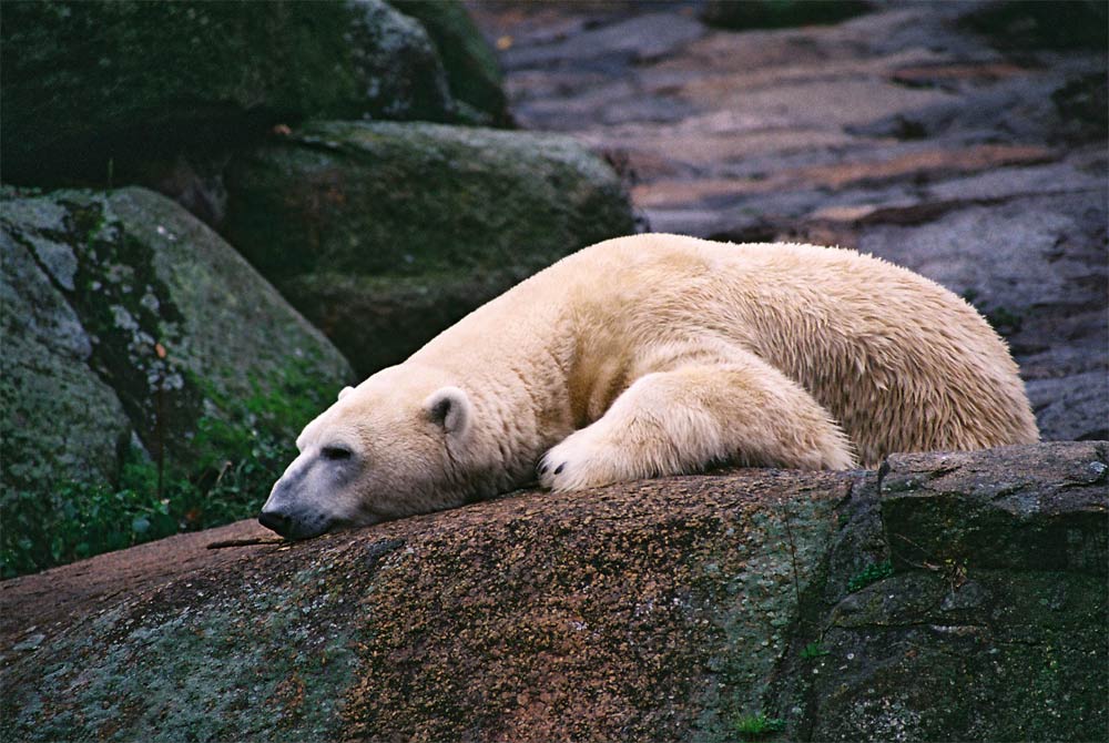 November Siesta bei den Eisbären