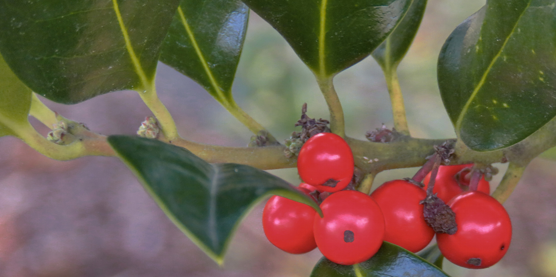 November "Stechpalme" am Weg