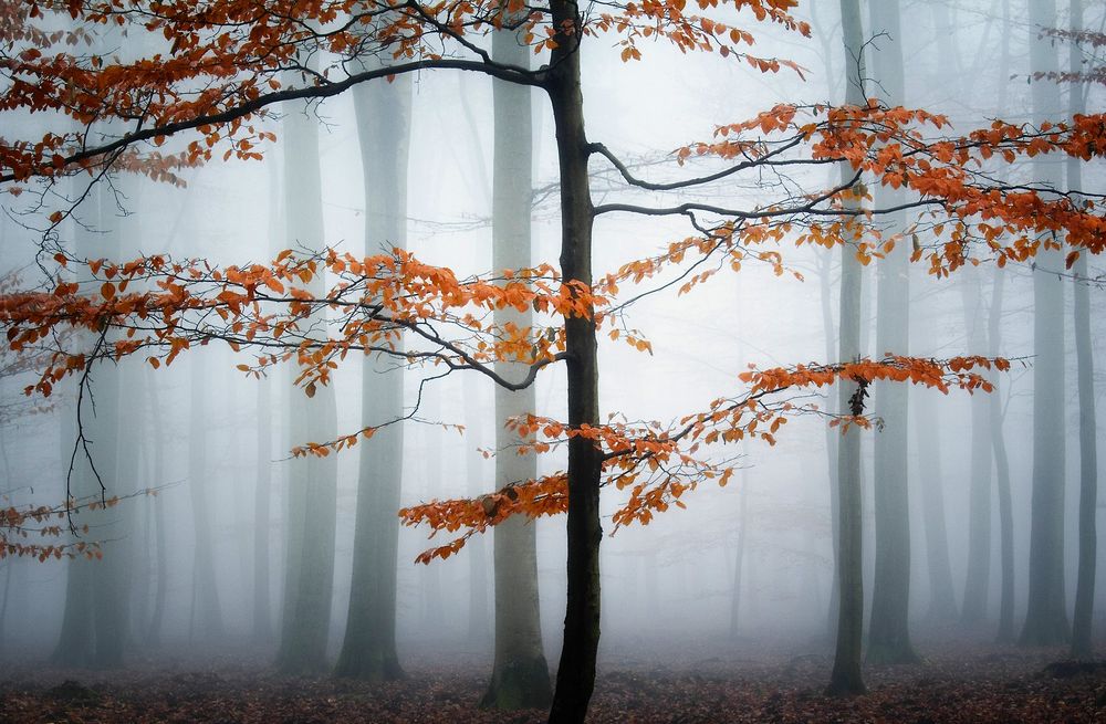NovemberStimmung Foto & Bild landschaft, jahreszeiten, herbst Bilder