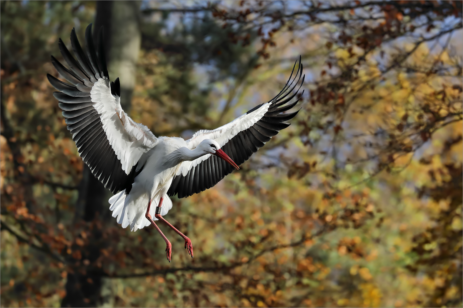 November-Storch