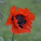 November und Mohn