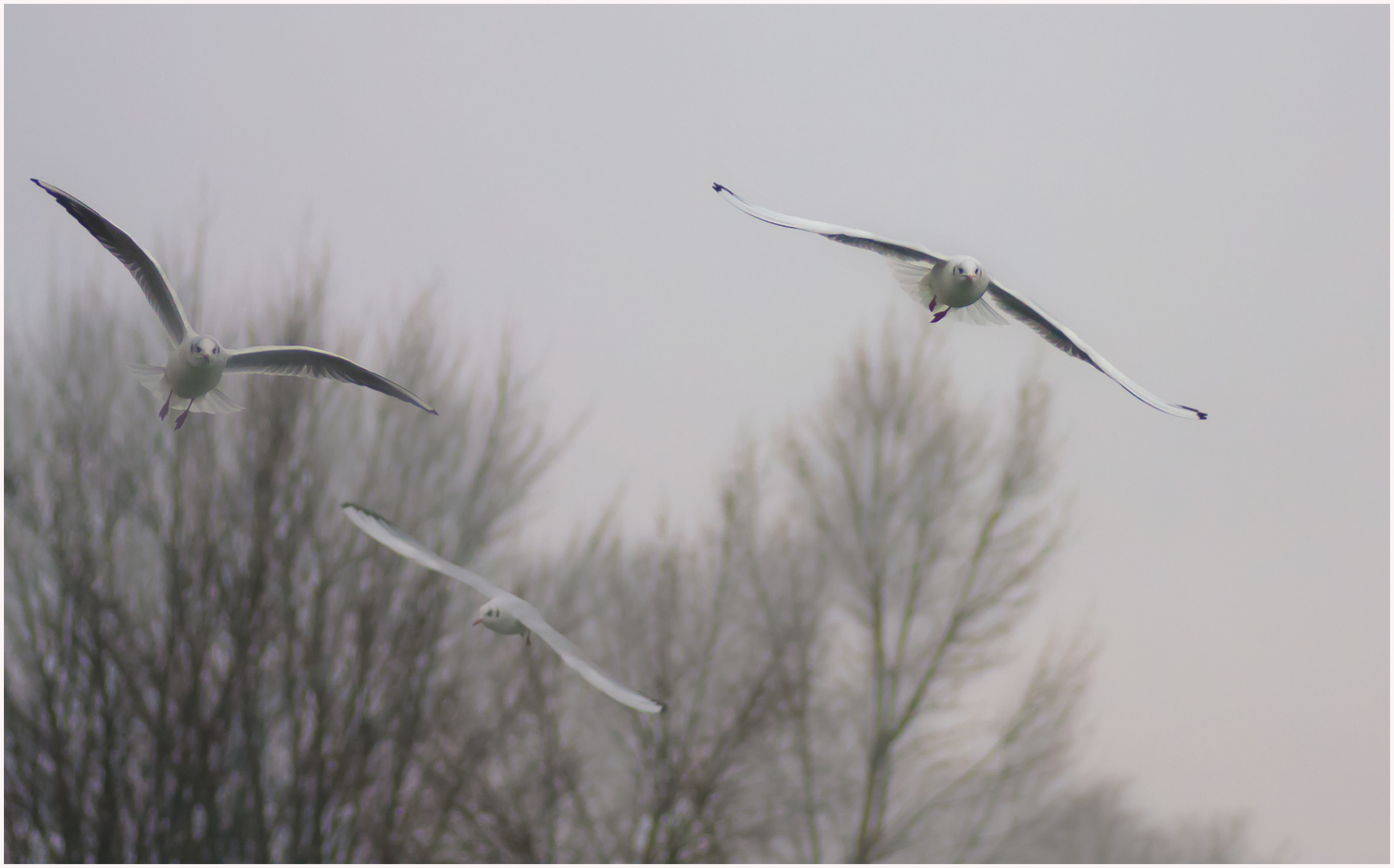 November und Nebel ....