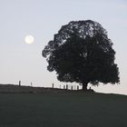 November Vollmond am Morgen