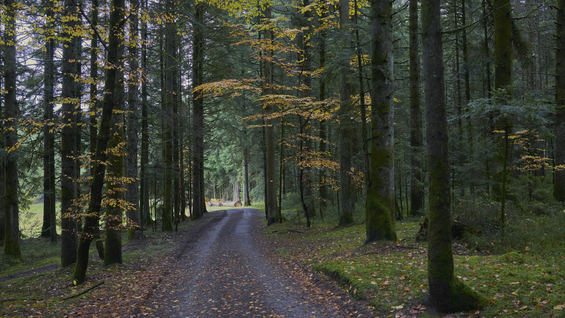 November - Wald