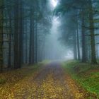 November-Wald 1