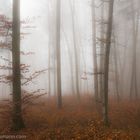 November Wald