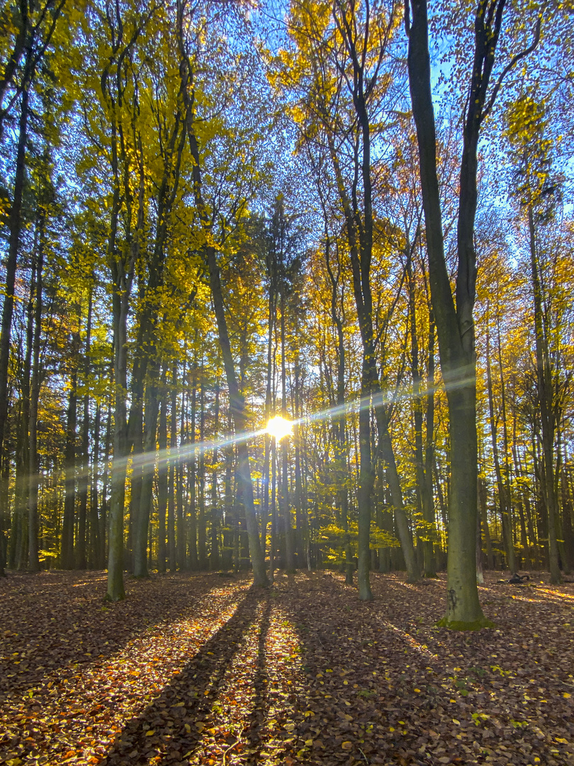 November-Wald 