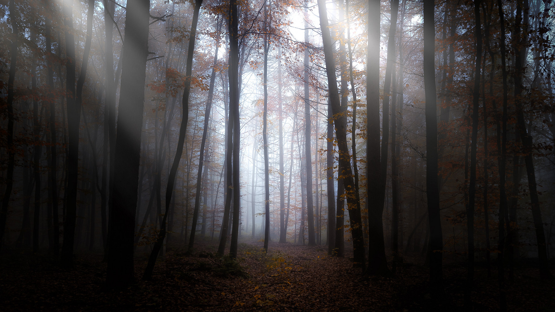 November-Wald