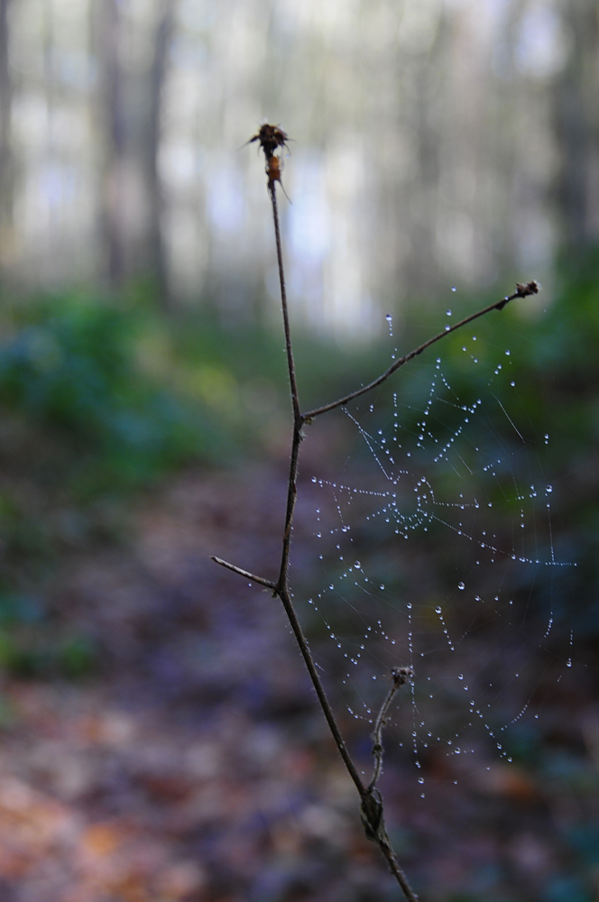 november-wald-weg