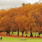 November Walk