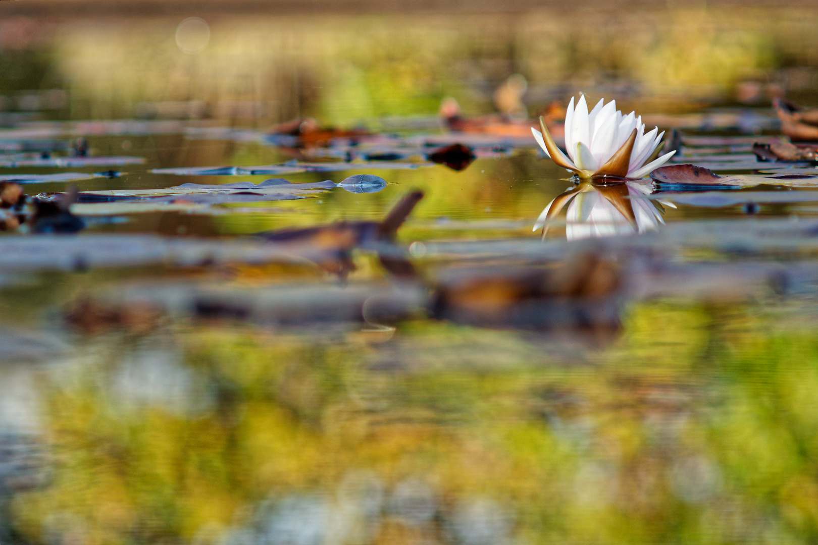 November water lily..