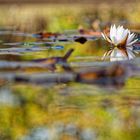 November water lily..