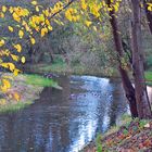 Novemberabend am Fluss, mit Enten