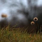 Novemberabend auf der Wiese