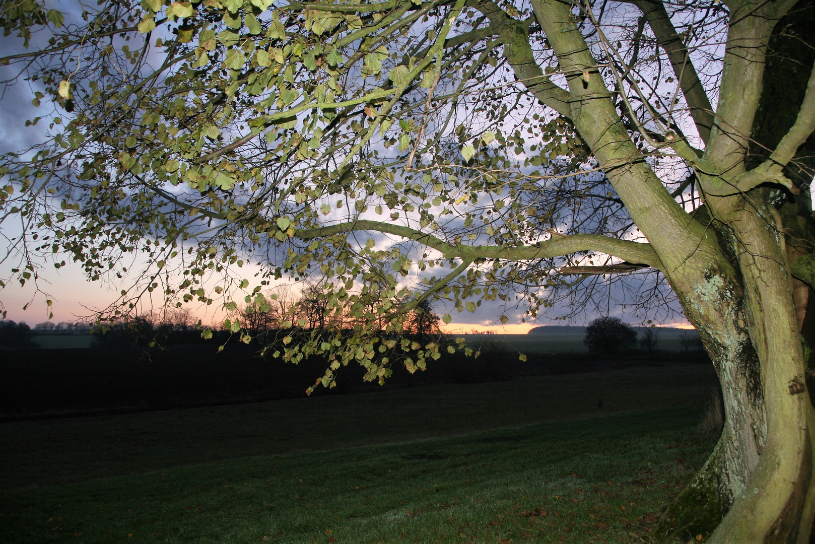 Novemberabend unter einer alten Linde