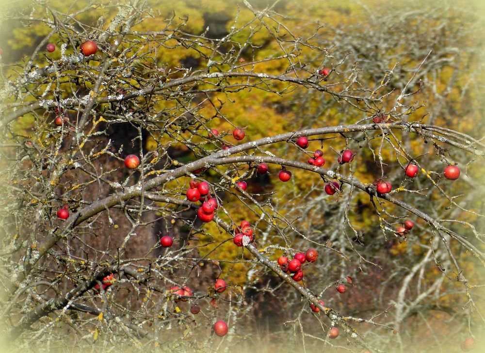 Novemberäpfel....