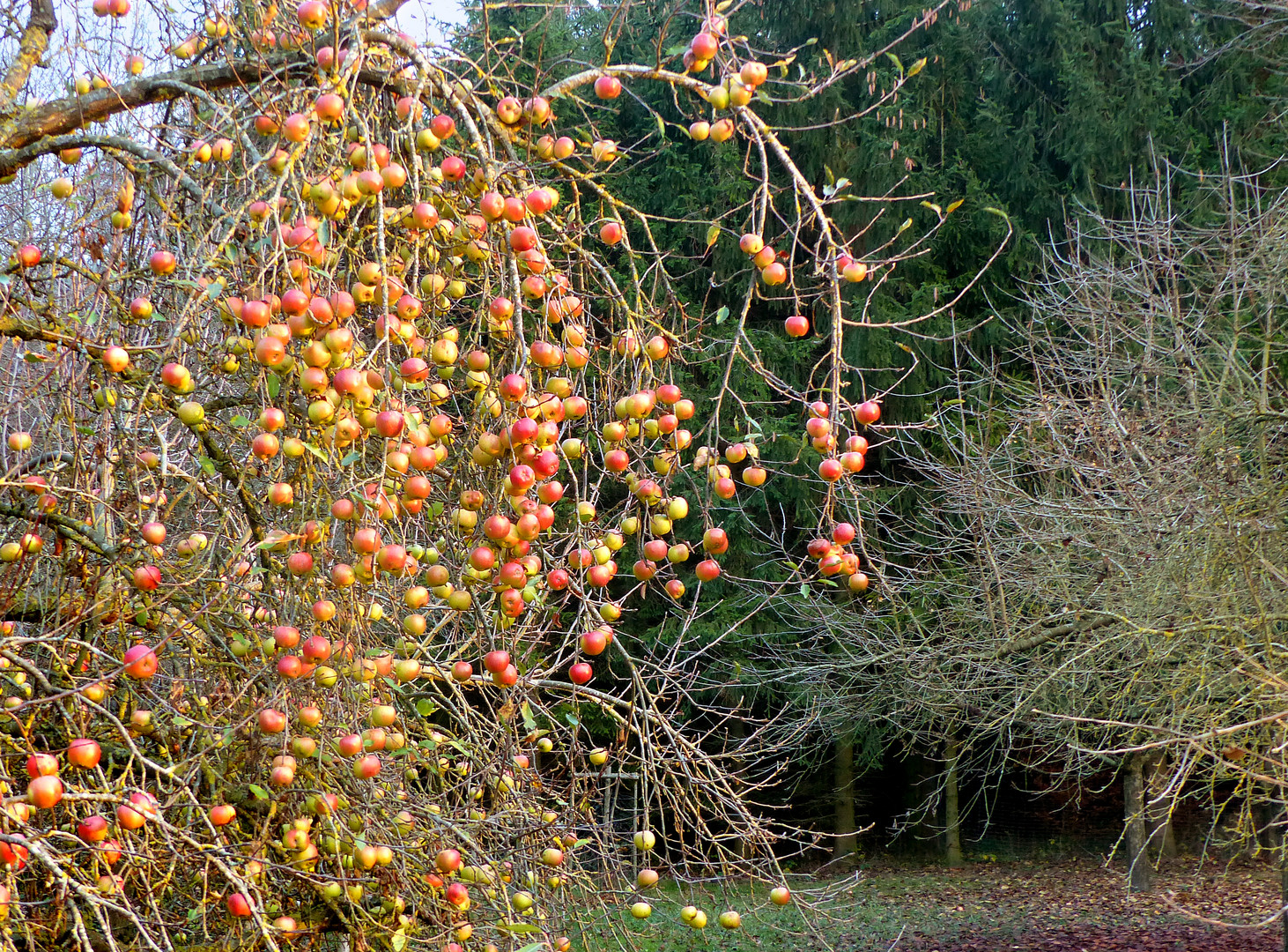 Novemberäpfel II