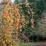 Novemberäpfel II