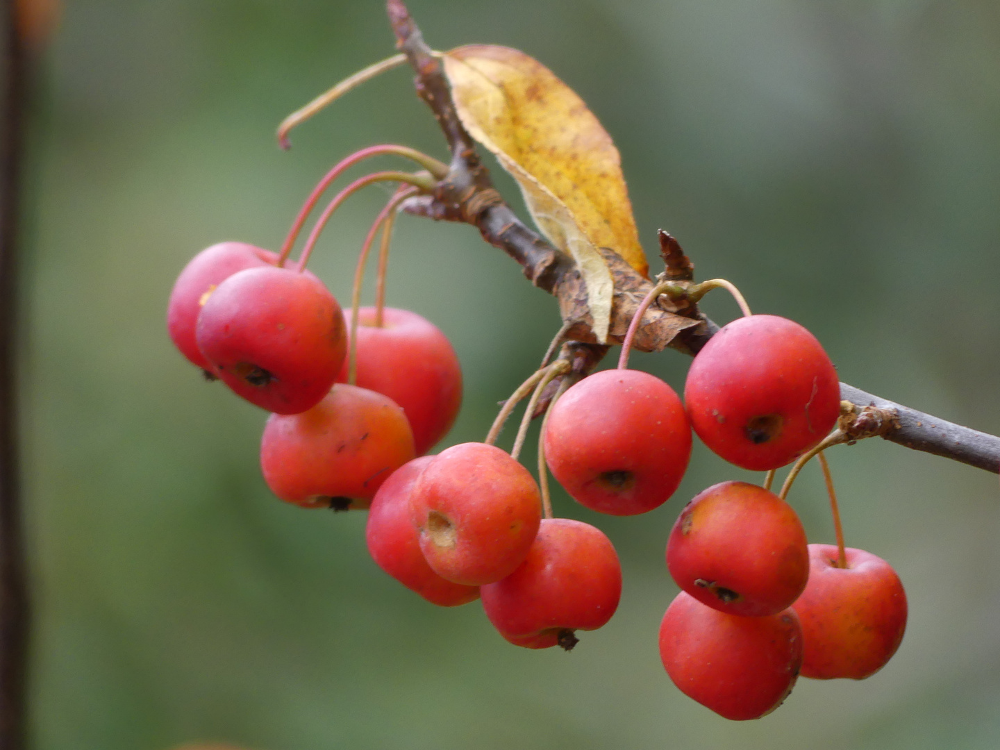 Novemberäpfelchen