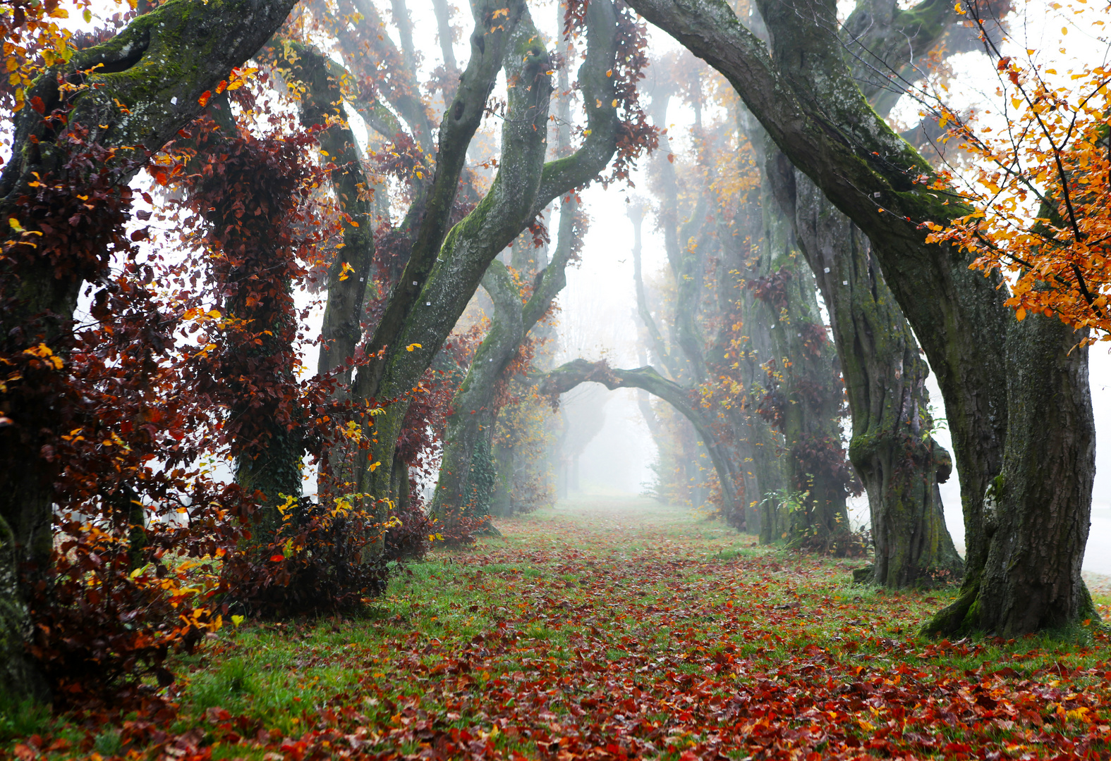 Novemberallee