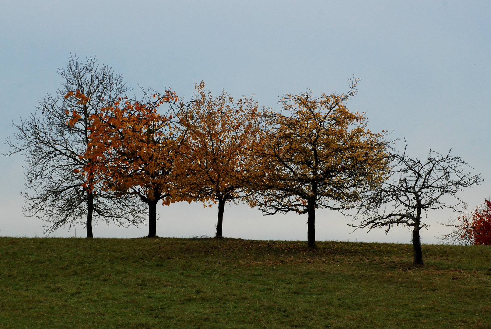 Novemberbäume