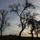 Novemberbäume im Westerwald