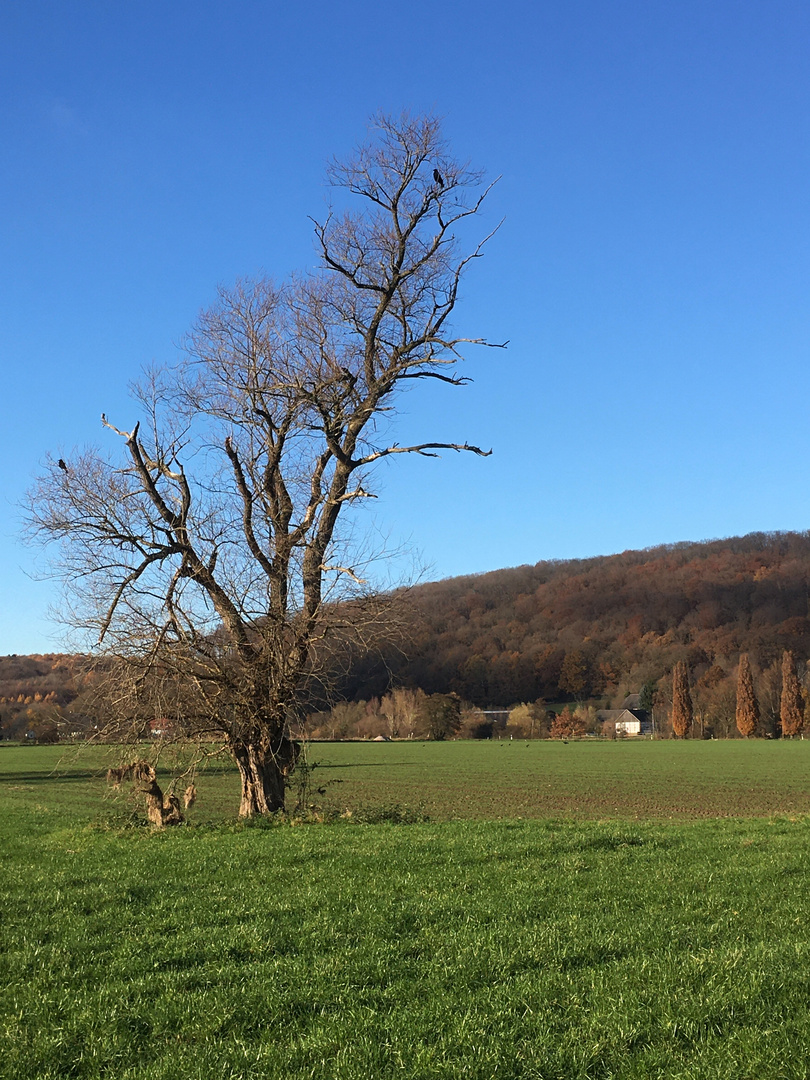 Novemberbaum