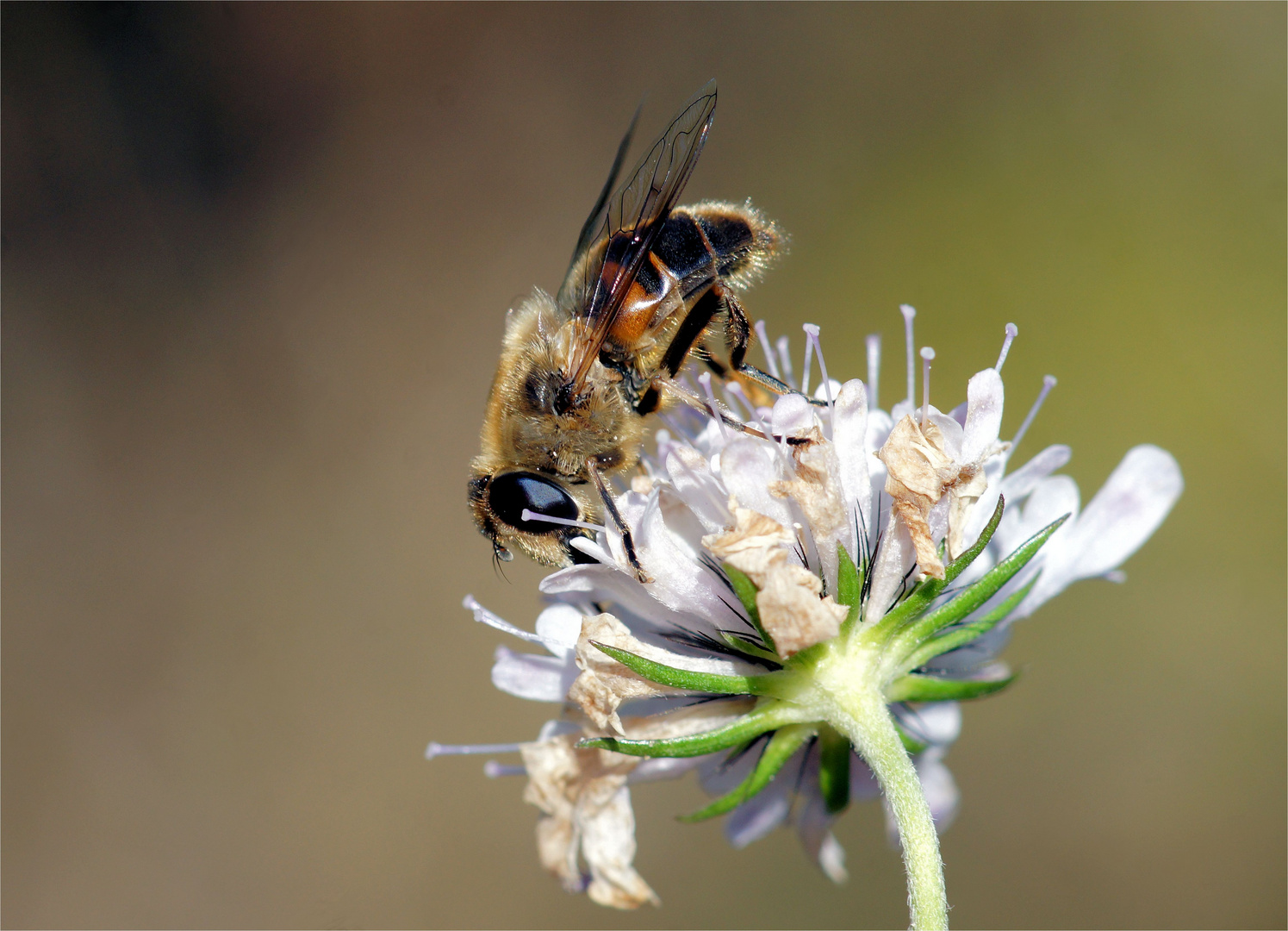 "Novemberbienchen" - Mistbiene (Eristalis tenax)