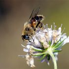 "Novemberbienchen" - Mistbiene (Eristalis tenax)