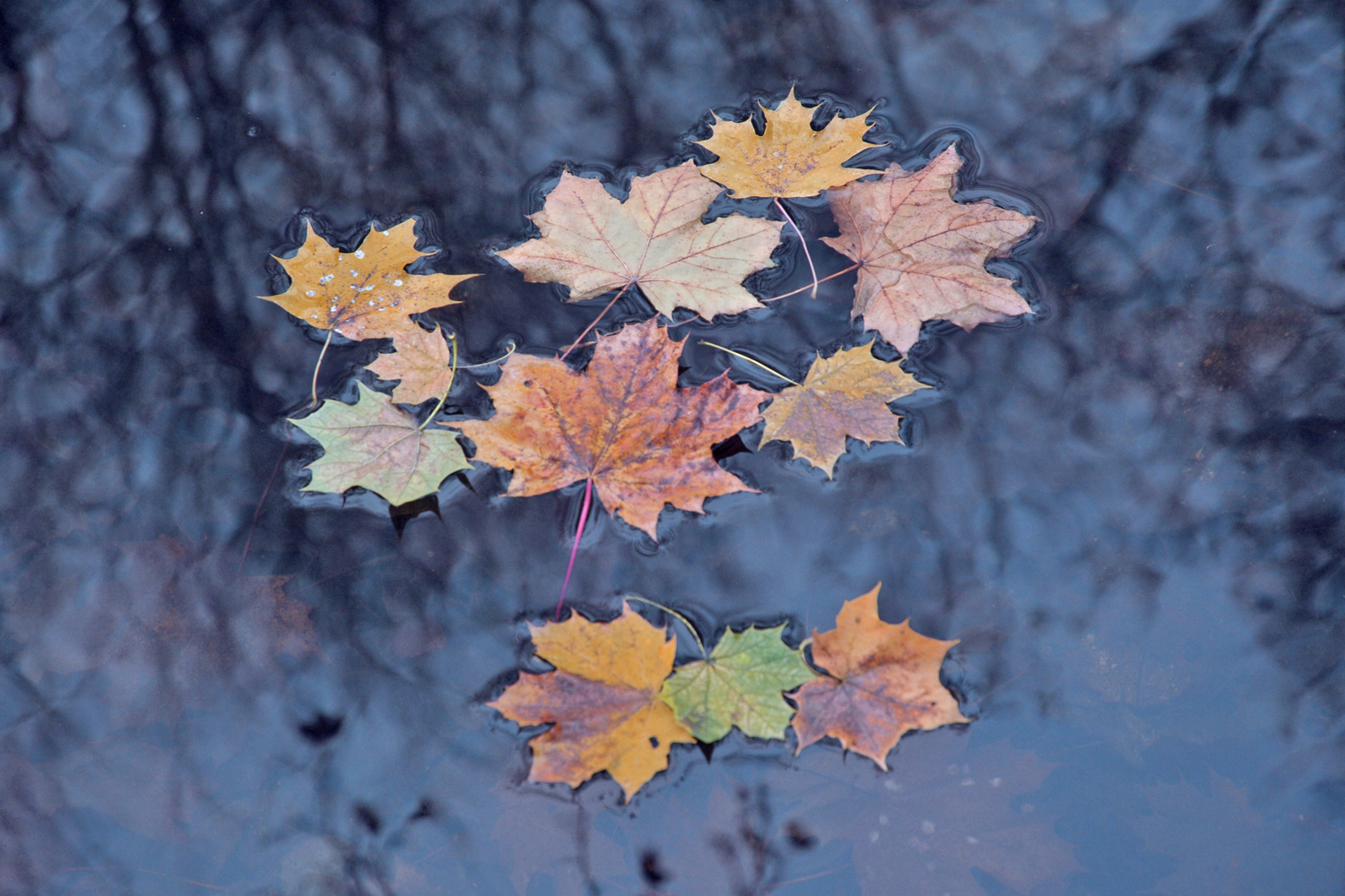 November.Blätter