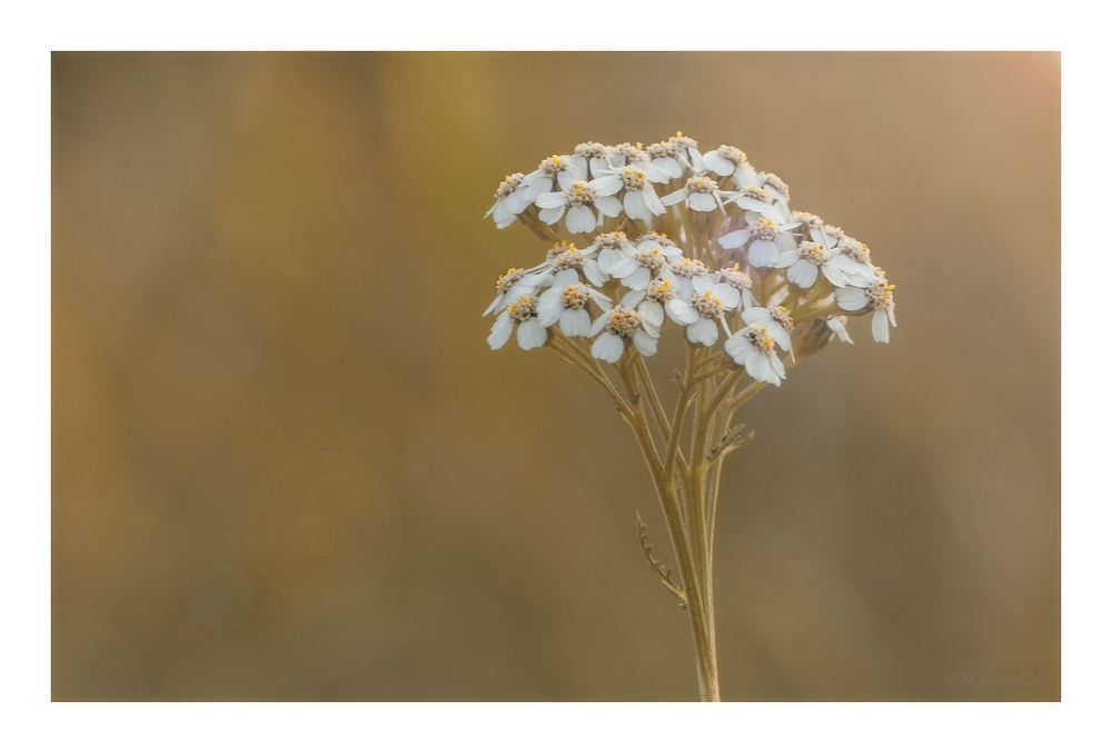 Novemberblümchen