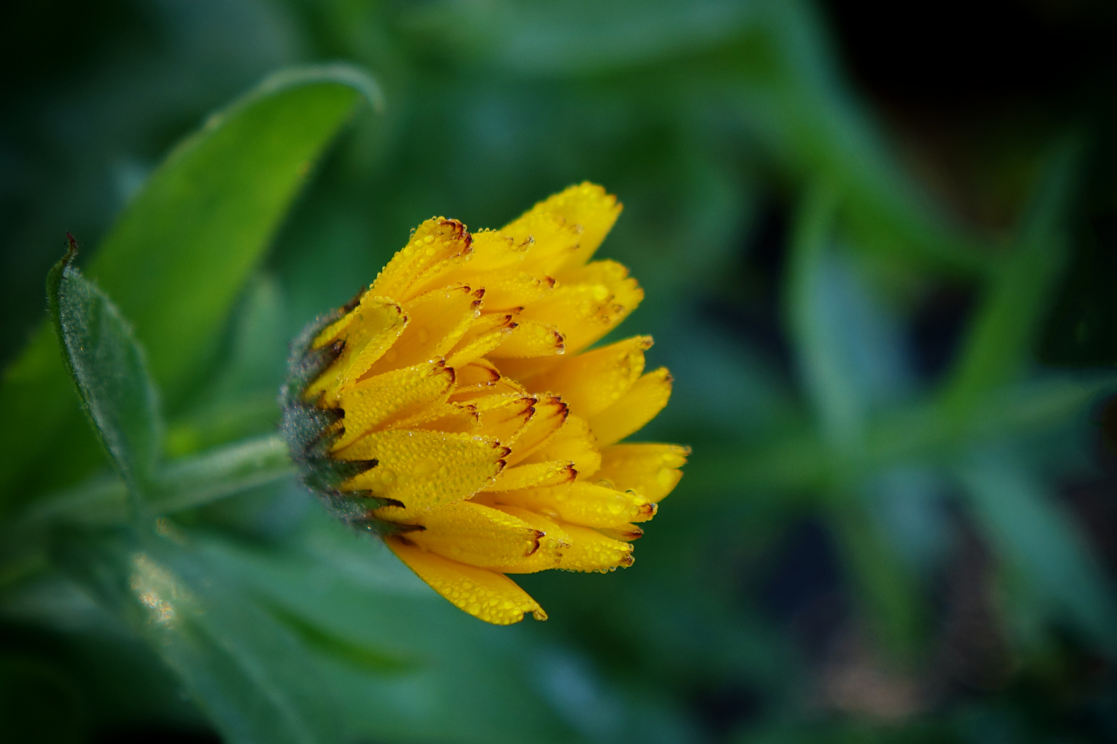 Novemberblümchen ...