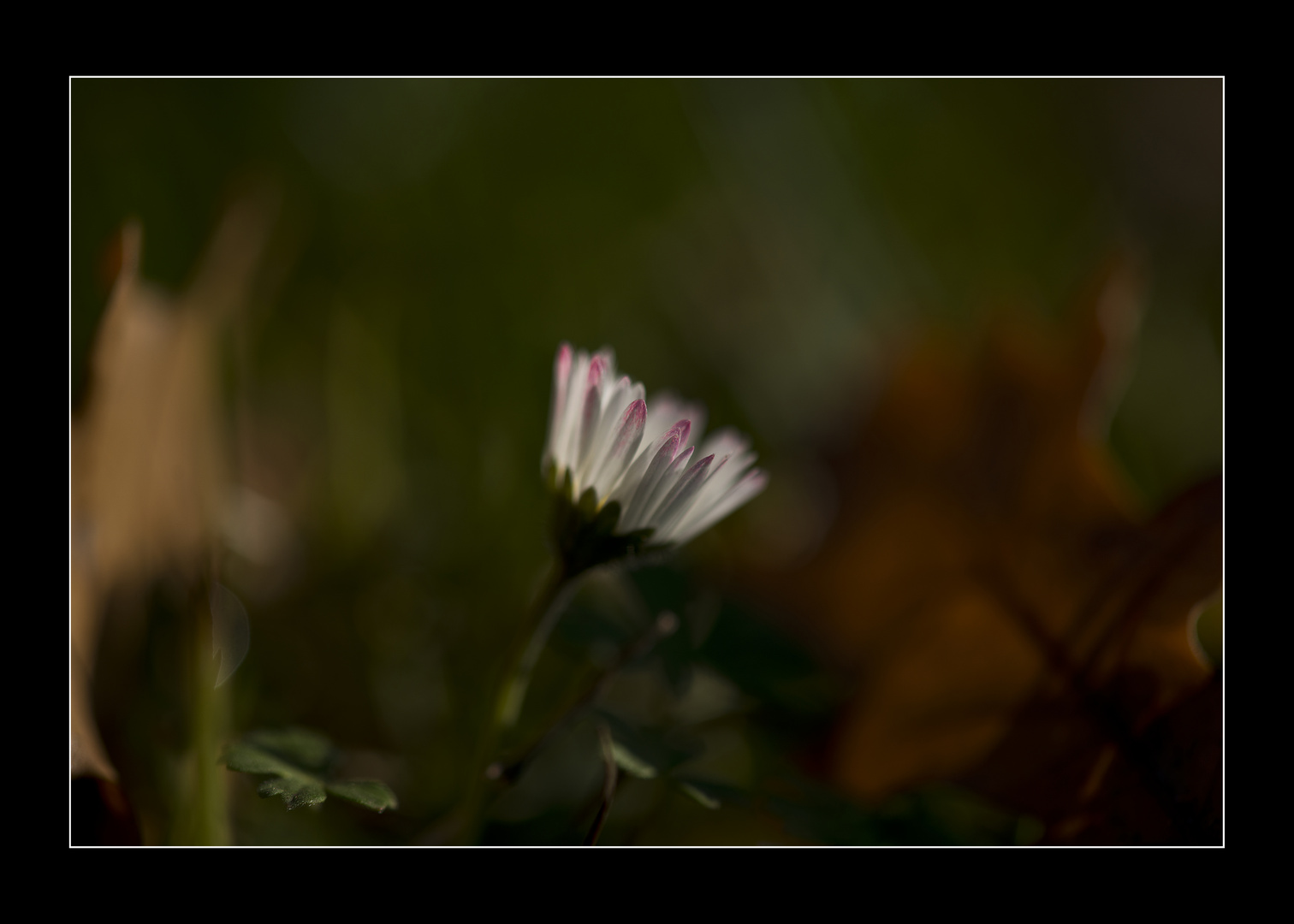 Novemberblümchen....