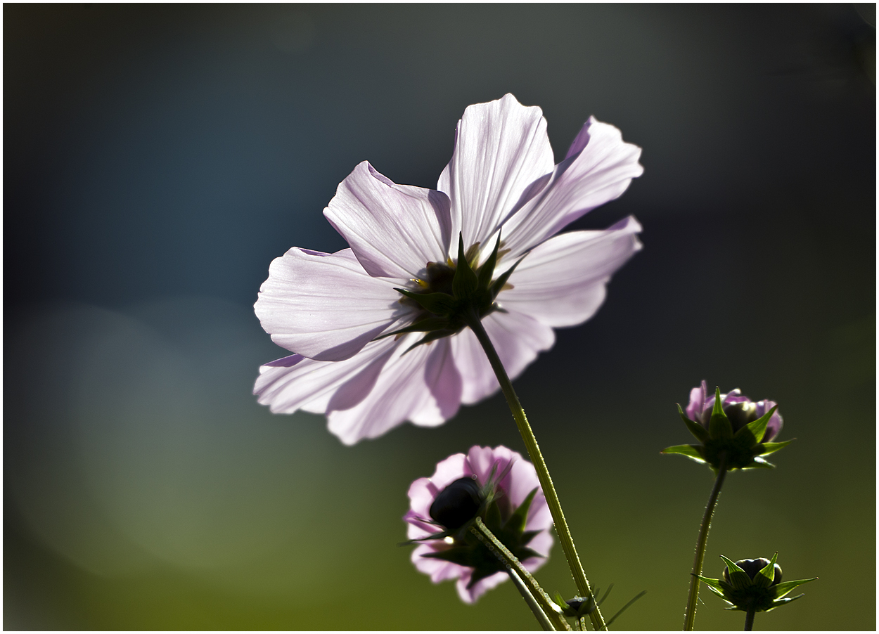 Novemberblümchen