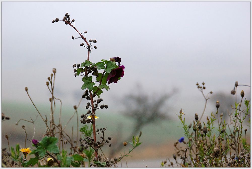 Novemberblümchen