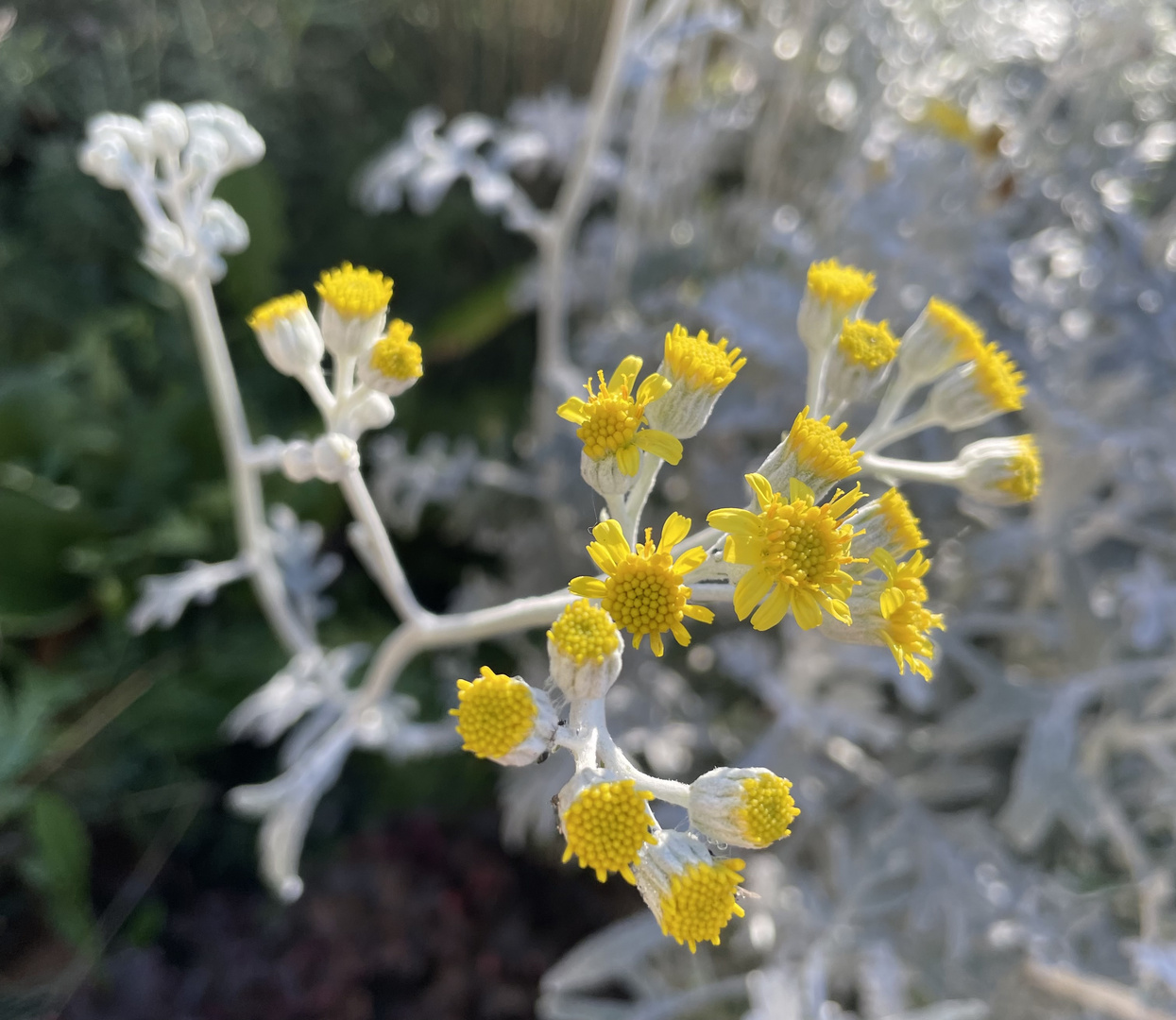 Novemberblümchen