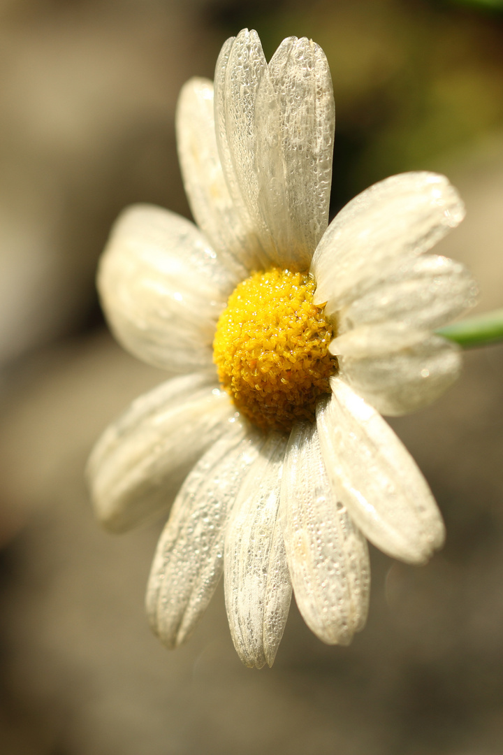 Novemberblümchen