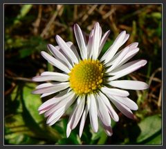 Novemberblümchen