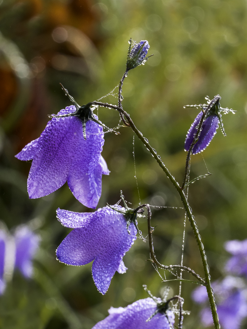 Novemberblümchen